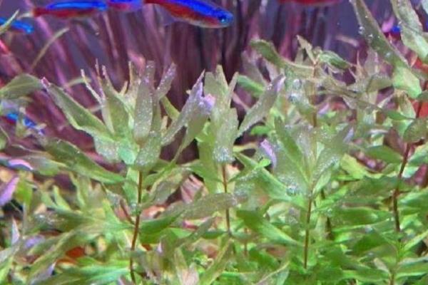 蝴蝶草水草好养吗，养殖有一定难度