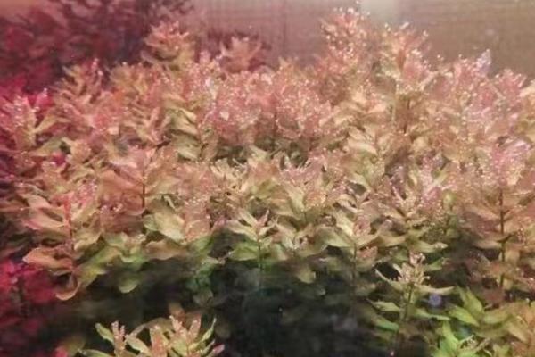 蝴蝶草水草好养吗，养殖有一定难度