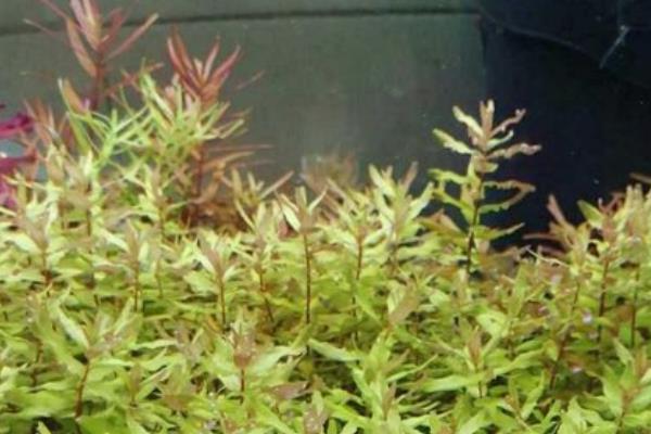 蝴蝶草水草好养吗，养殖有一定难度