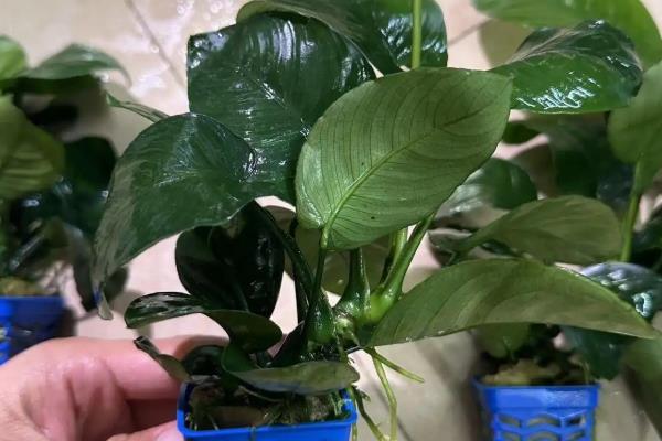 蝴蝶草水草好养吗，养殖有一定难度