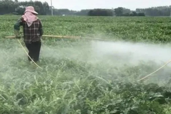 秋西瓜如何管理,到10月上旬及时打顶