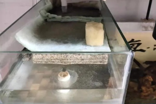 鱼缸清洗的方法,用刮藻刀清理缸壁的污垢和藻类