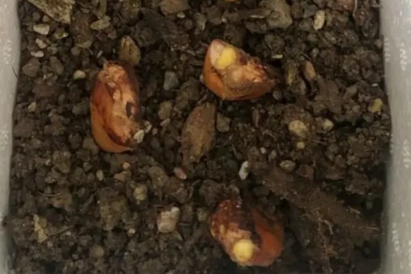 自己在家种榴莲会不会结果,会结果