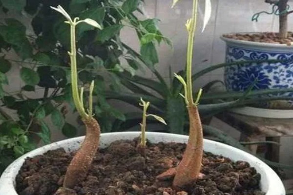 自己在家种榴莲会不会结果,会结果