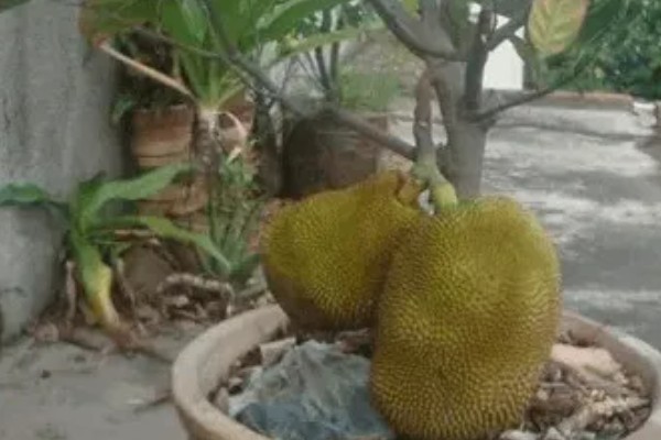 自己在家种榴莲会不会结果,会结果
