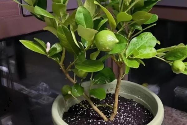 柠檬小盆栽怎么种,先将籽上面的果肉和汁液洗干净