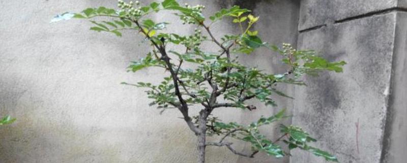 花椒树的盆栽养殖方法，花期前每月施加一次速效氮肥