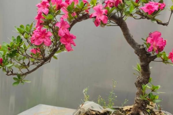 杜鹃花只剩杆了如何处理，受到暴晒要转移到半阴环境中