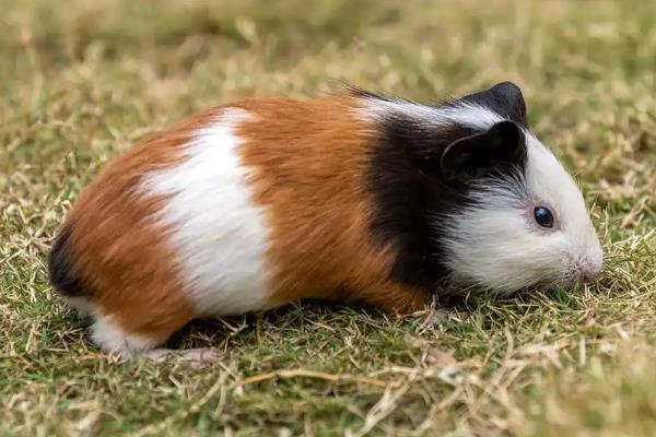 荷兰猪突然死亡的原因，可能是受惊、患病、误食某些食物所致