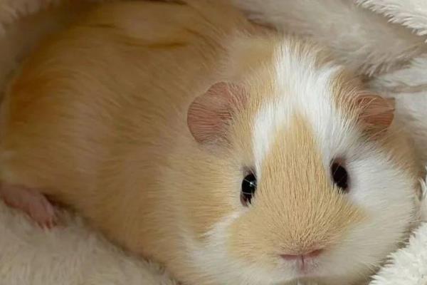 荷兰猪突然死亡的原因，可能是受惊、患病、误食某些食物所致