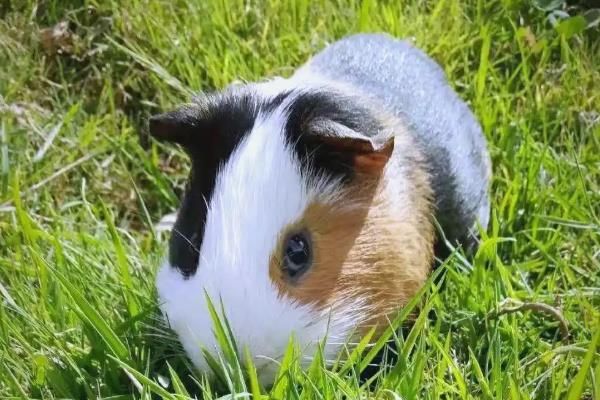 荷兰猪突然死亡的原因，可能是受惊、患病、误食某些食物所致