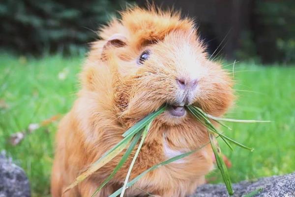 荷兰猪突然死亡的原因，可能是受惊、患病、误食某些食物所致