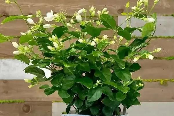 茉莉花会招虫子吗,会招虫子