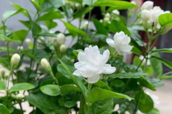 茉莉花会招虫子吗,会招虫子