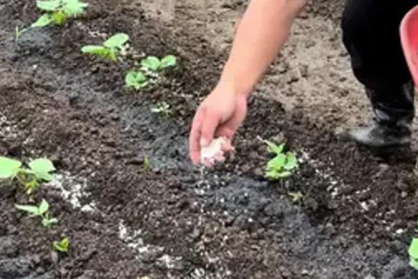 菌肥的作用,可提高肥料利用率