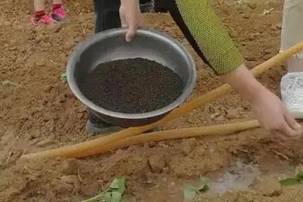 菌肥的作用,可提高肥料利用率