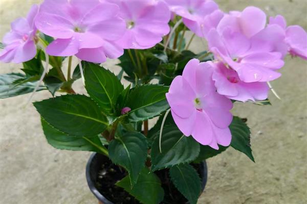 凤仙花叶子蔫了怎么处理,向叶片喷洒无污染的清水