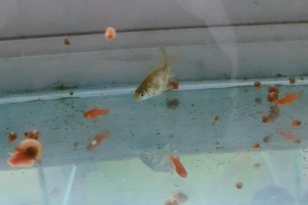 鱼一年产卵多少次,一般每年会产卵3次左右