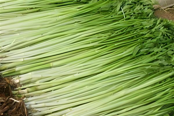 水生蔬菜品种,有莲藕、茭白等