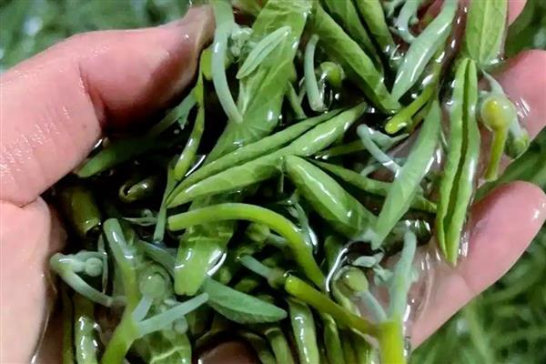 水生蔬菜品种,有莲藕、茭白等