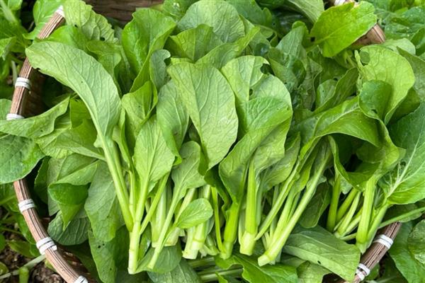水生蔬菜品种,有莲藕、茭白等