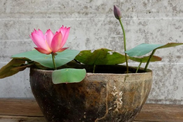 荷花能养在鱼缸里吗，可以养在鱼缸里