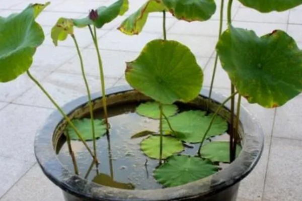 荷花能养在鱼缸里吗，可以养在鱼缸里
