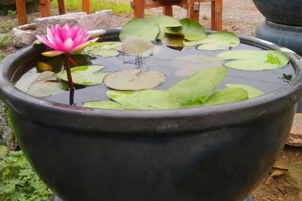 荷花能养在鱼缸里吗，可以养在鱼缸里