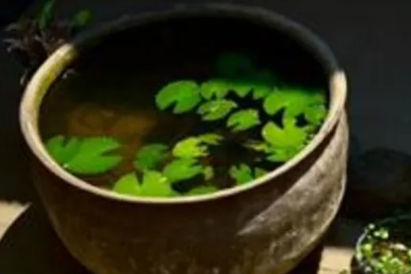 荷花能养在鱼缸里吗，可以养在鱼缸里