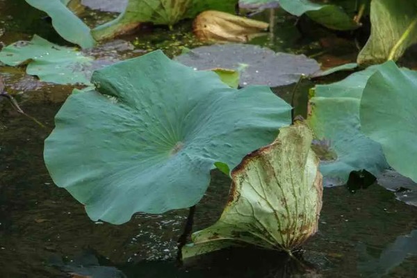 荷花能养在鱼缸里吗，可以养在鱼缸里