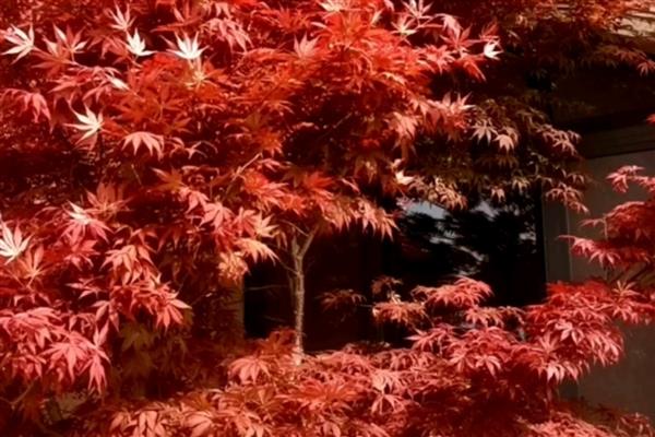 红枫的开放时间,花期为4-5月份