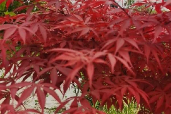 红枫的开放时间,花期为4-5月份