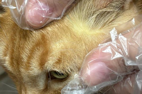 猫咪为什么会变黄，可能是患有猫黄疸