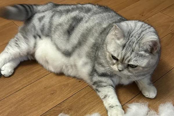 猫咪为什么会变黄，可能是患有猫黄疸