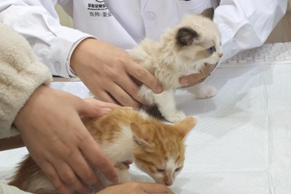 猫咪为什么会变黄，可能是患有猫黄疸