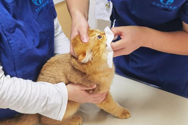 猫咪为什么会变黄，可能是患有猫黄疸