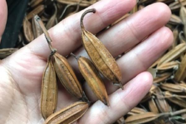 白芨的形态特征,花序具3-10朵花