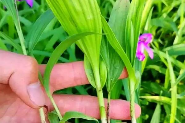 白芨的形态特征,花序具3-10朵花