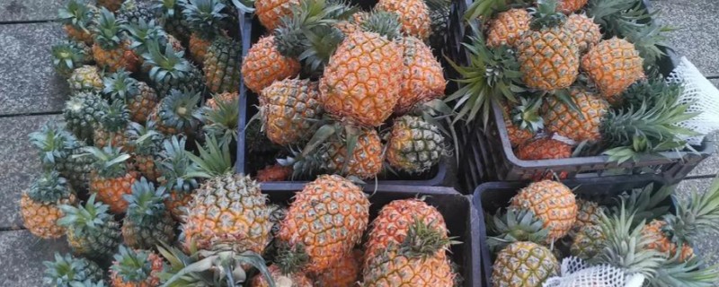 菠萝如何防虫，可放置毒饵、黑光灯诱杀等