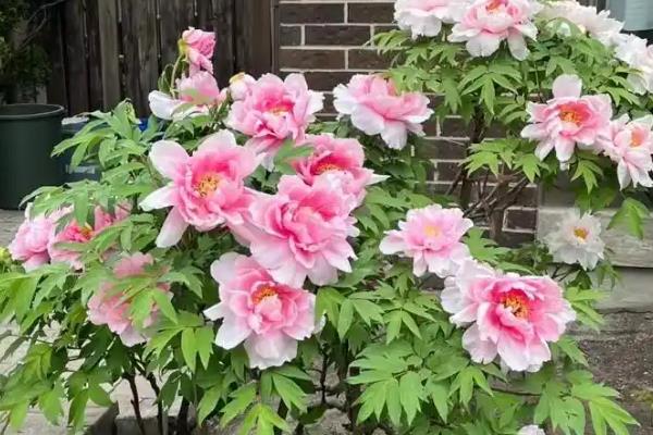 庭院牡丹怎样过冬，将植株移入室内养护