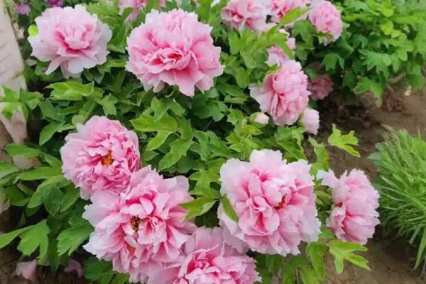 庭院牡丹怎样过冬，将植株移入室内养护