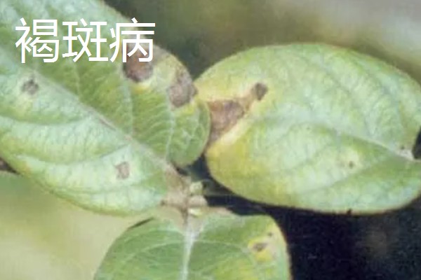 金银花的常见病害及防治,常见的有褐斑病、白绢病等