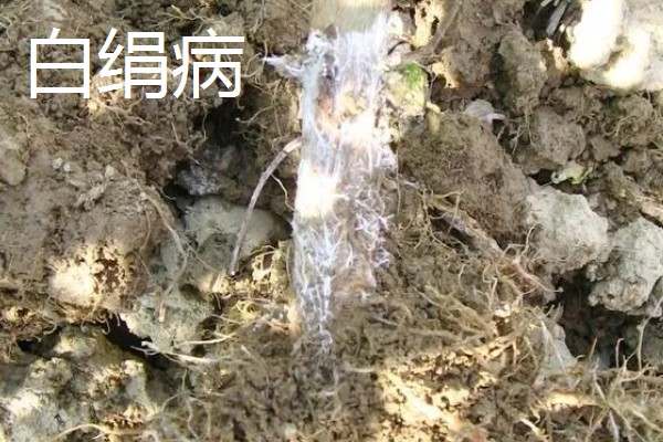 金银花的常见病害及防治,常见的有褐斑病、白绢病等
