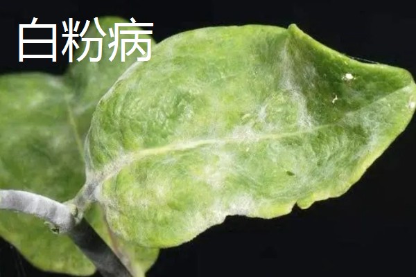 金银花的常见病害及防治,常见的有褐斑病、白绢病等