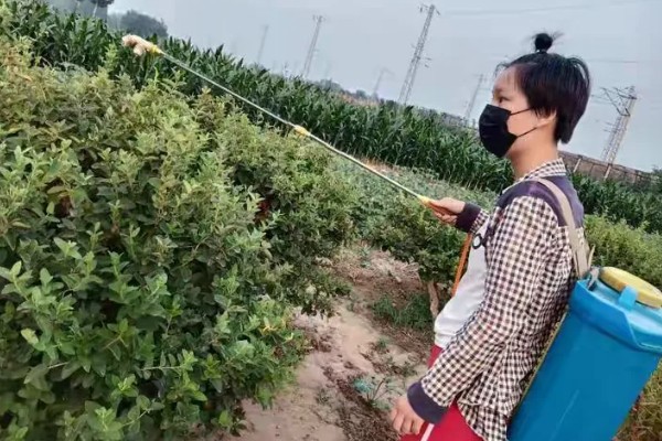 金银花的常见病害及防治,常见的有褐斑病、白绢病等