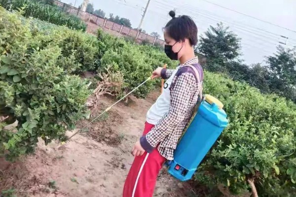 金银花的常见病害及防治,常见的有褐斑病、白绢病等