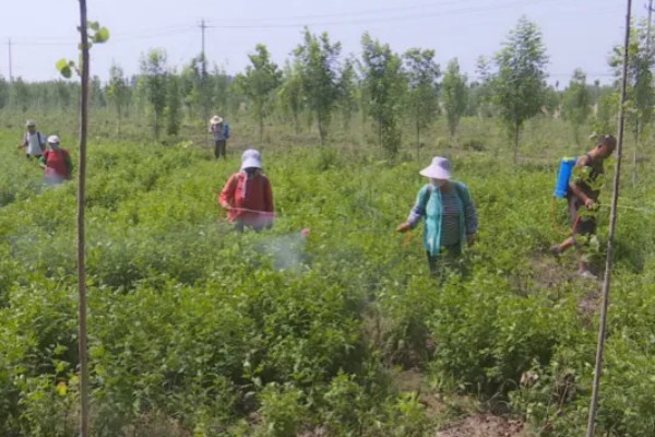 金银花的常见病害及防治,常见的有褐斑病、白绢病等