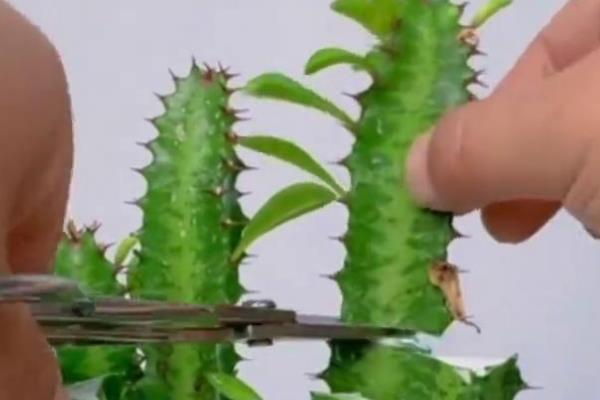 龙骨花怎么养殖，春秋两季每隔3-4天浇一次水