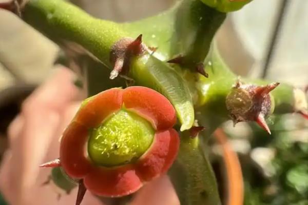 龙骨花怎么养殖，春秋两季每隔3-4天浇一次水