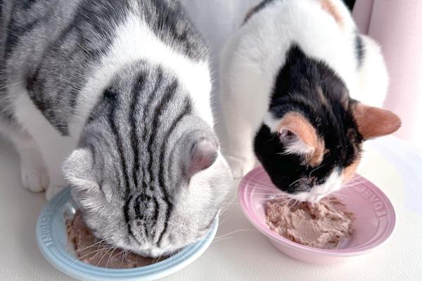 猫为什么不能喝牛奶，大部分的猫不建议喝牛奶